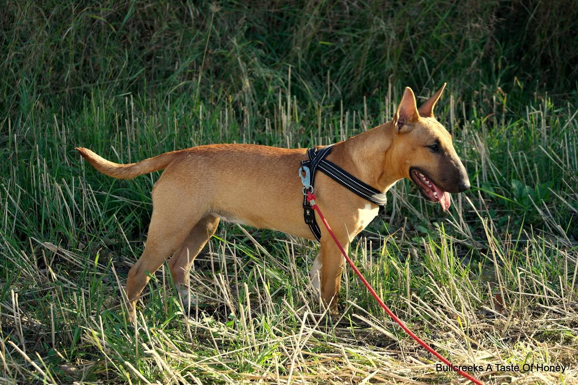 Bullterrier miniature Bullcreeks A Taste Of Honey 'Abby' - Abby 6 mdr. billede 31