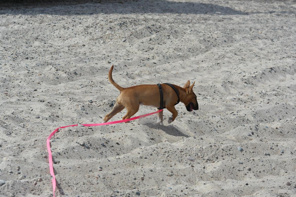 Bullterrier miniature Bullcreeks A Taste Of Honey 'Abby' - Abby 5 mdr. På ferie med mor og far.  billede 12