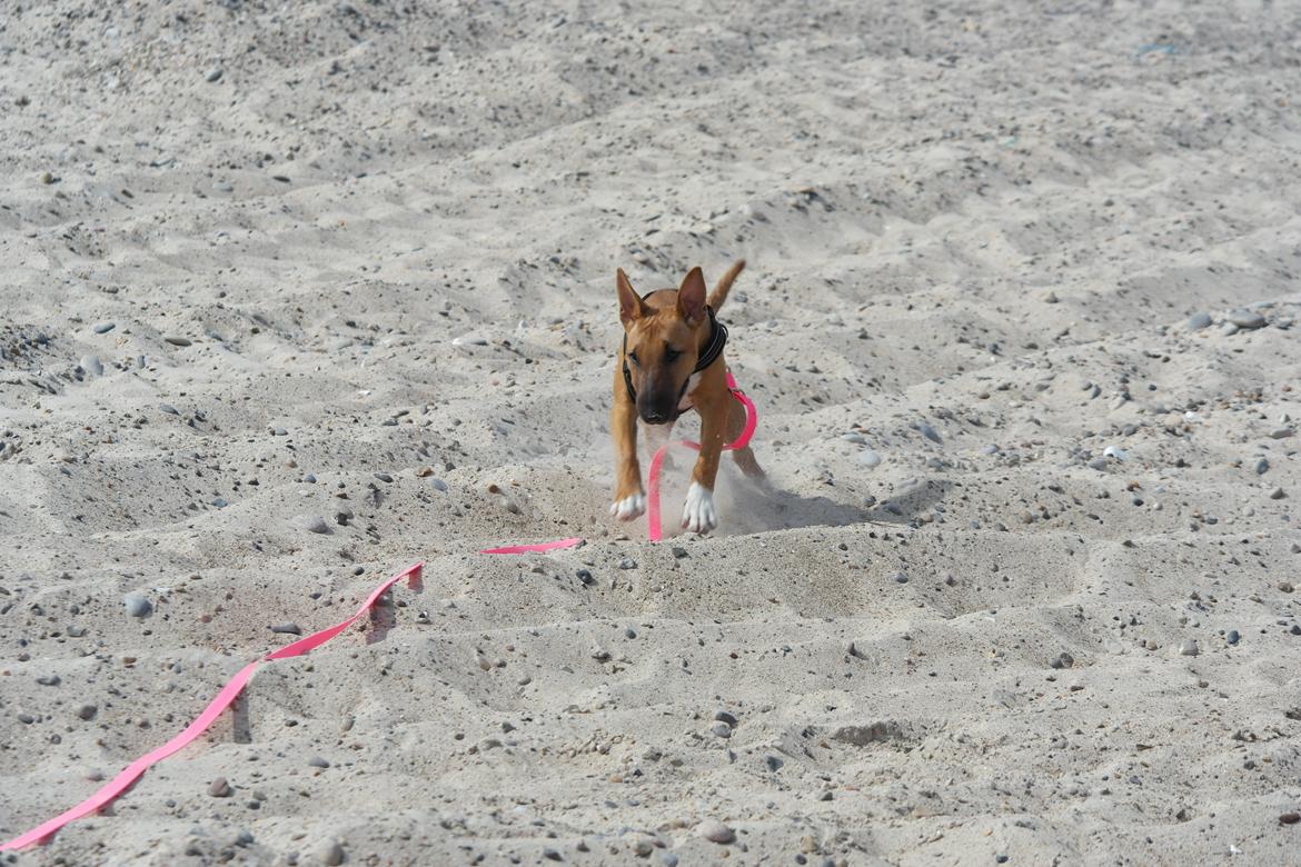 Bullterrier miniature Bullcreeks A Taste Of Honey 'Abby' - Abby 5 mdr. På ferie med mor og far.  billede 13