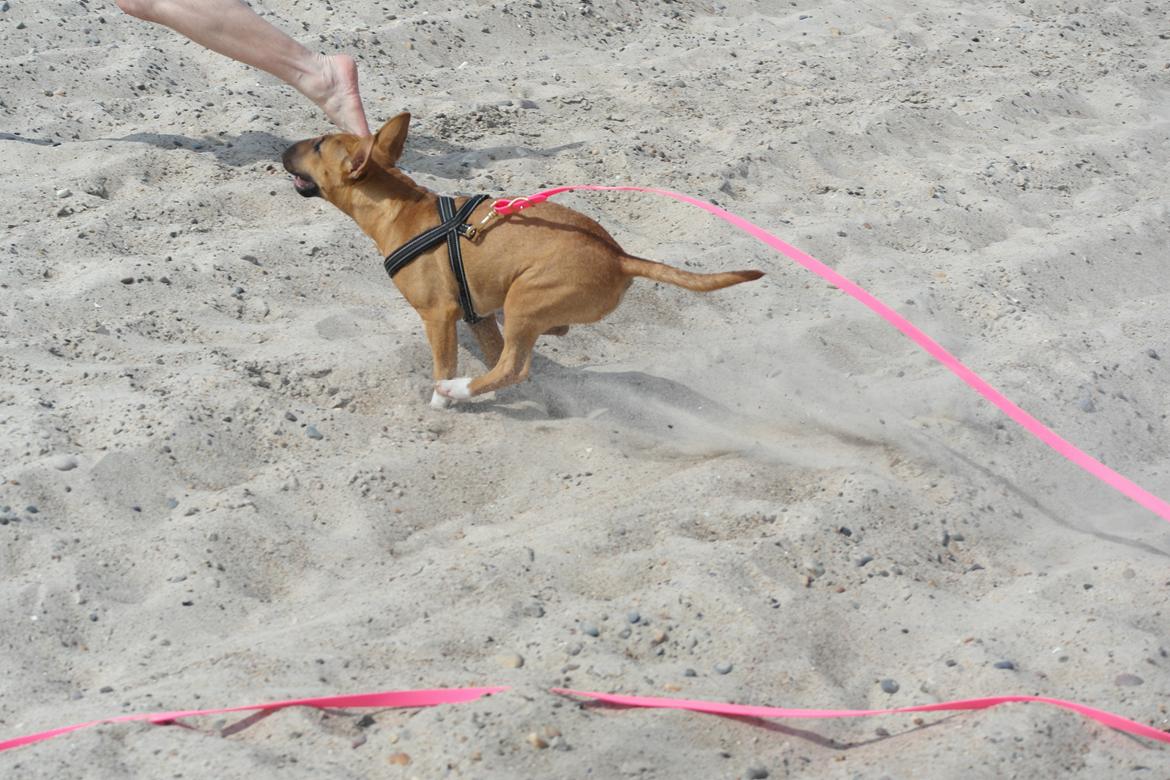 Bullterrier miniature Bullcreeks A Taste Of Honey 'Abby' - Abby 5 mdr. På ferie med mor og far.  billede 14