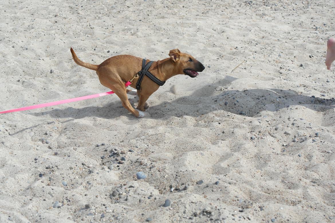 Bullterrier miniature Bullcreeks A Taste Of Honey 'Abby' - Abby 5 mdr. På ferie med mor og far.  billede 15