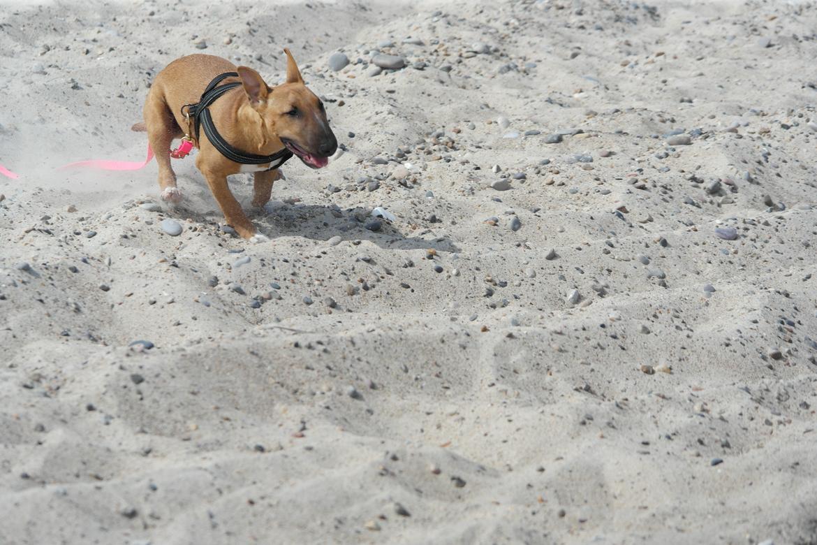 Bullterrier miniature Bullcreeks A Taste Of Honey 'Abby' - Abby 5 mdr. På ferie med mor og far.  billede 16