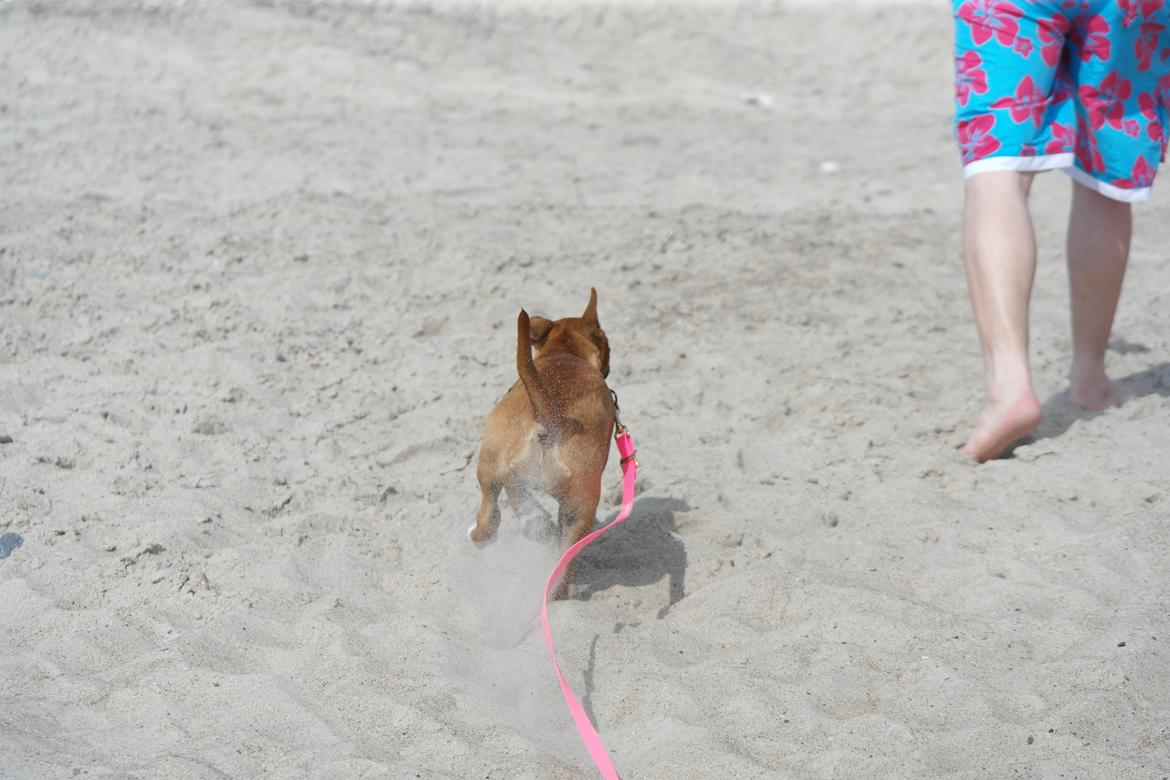 Bullterrier miniature Bullcreeks A Taste Of Honey 'Abby' - Abby 5 mdr. På ferie med mor og far.  billede 17