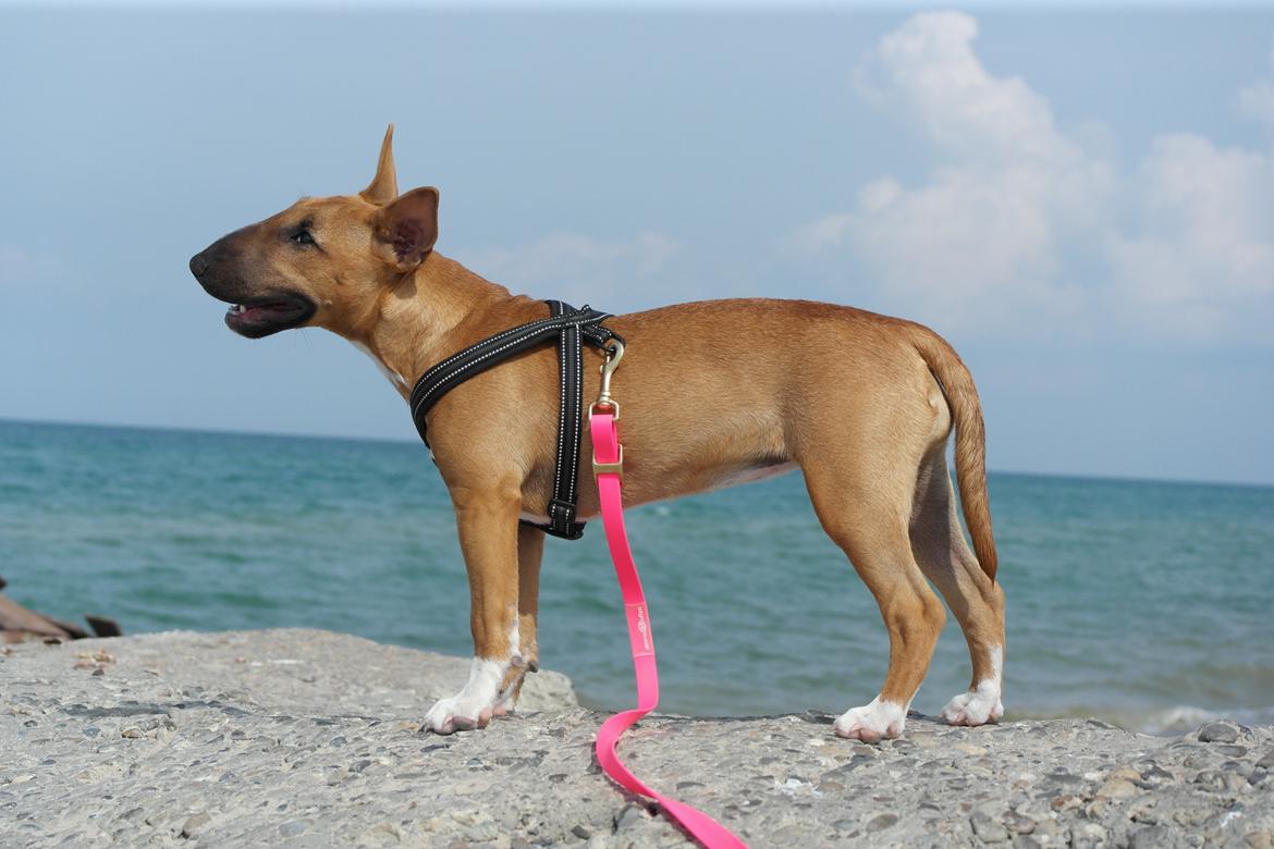 Bullterrier miniature Bullcreeks A Taste Of Honey 'Abby' - Abby 5 mdr. På ferie med mor og far.  billede 18