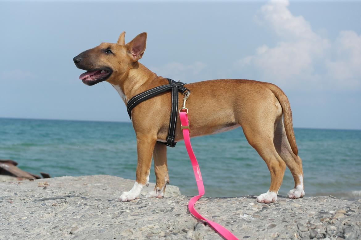 Bullterrier miniature Bullcreeks A Taste Of Honey 'Abby' - Abby 5 mdr. På ferie med mor og far.  billede 19