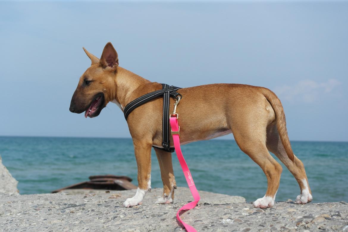 Bullterrier miniature Bullcreeks A Taste Of Honey 'Abby' - Abby 5 mdr. På ferie med mor og far.  billede 20