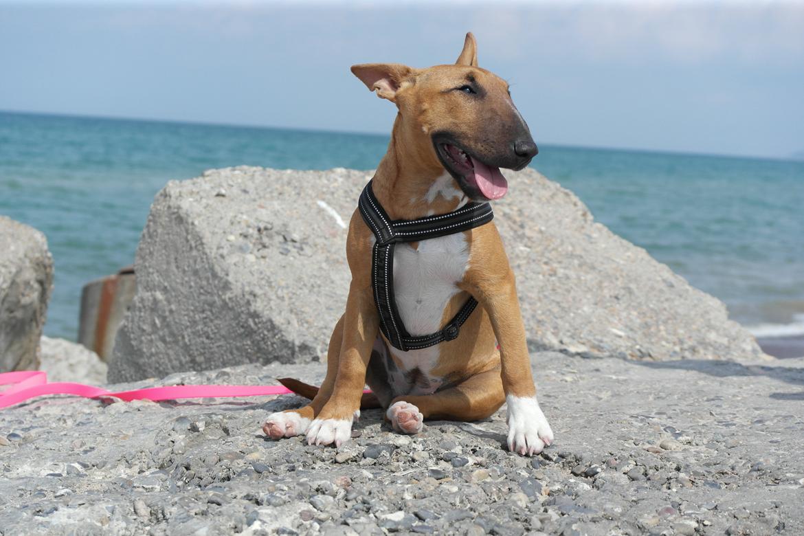 Bullterrier miniature Bullcreeks A Taste Of Honey 'Abby' - Abby 5 mdr. På ferie med mor og far.  billede 21