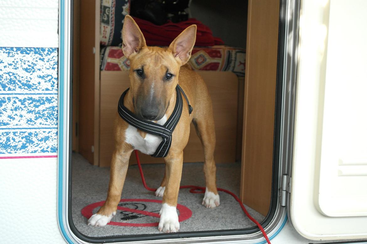 Bullterrier miniature Bullcreeks A Taste Of Honey 'Abby' - Abby 5 mdr. På ferie med mor og far.  billede 22
