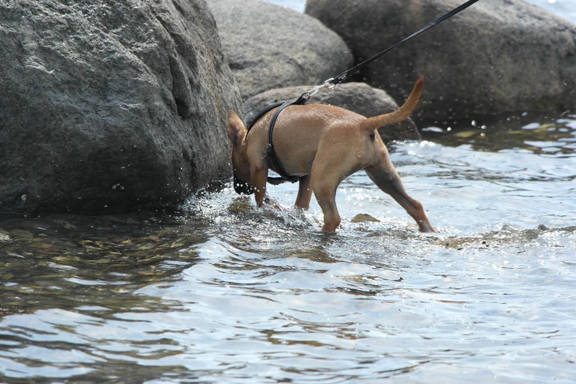 Bullterrier miniature Bullcreeks A Taste Of Honey 'Abby' - Abby 5 mdr. På ferie med mor og far.  billede 23