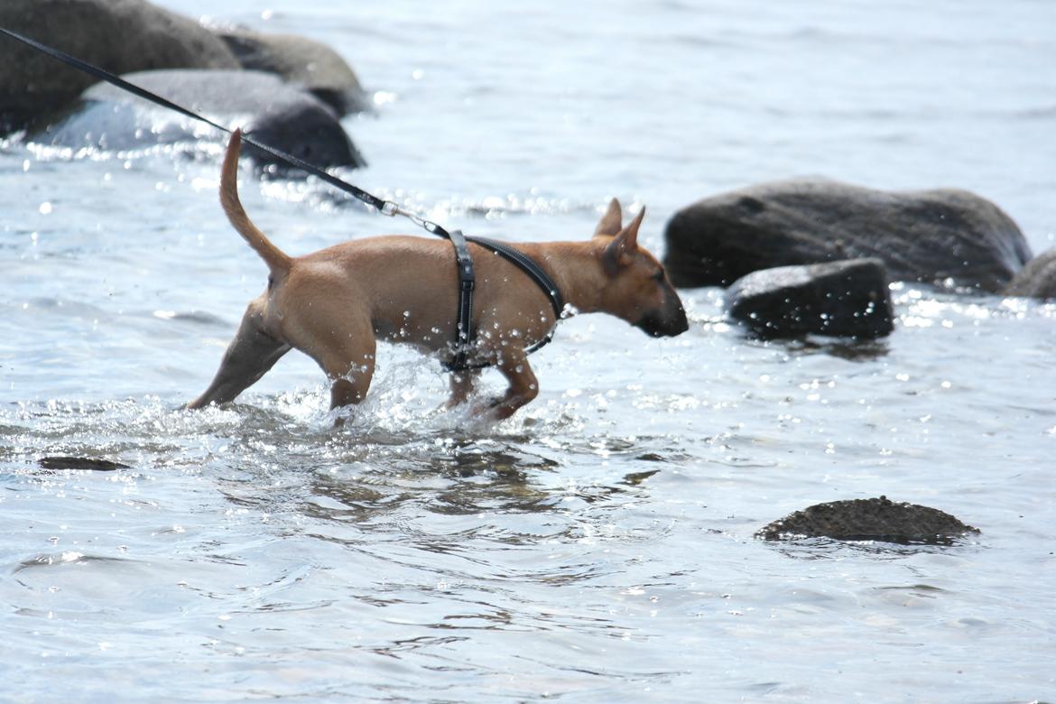 Bullterrier miniature Bullcreeks A Taste Of Honey 'Abby' - Abby 5 mdr. På ferie med mor og far.  billede 24