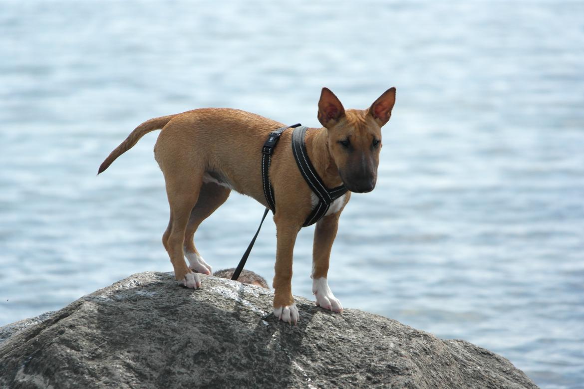 Bullterrier miniature Bullcreeks A Taste Of Honey 'Abby' - Abby 5 mdr. På ferie med mor og far.  billede 25