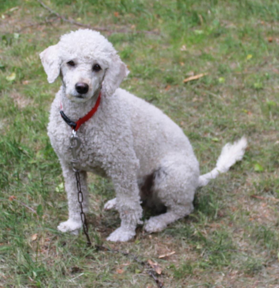 Mellempuddel Karis billede 16