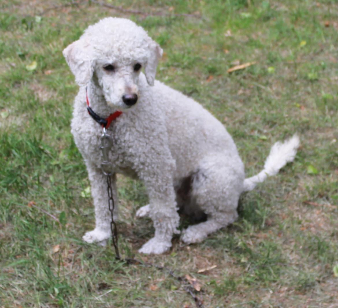 Mellempuddel Karis billede 17