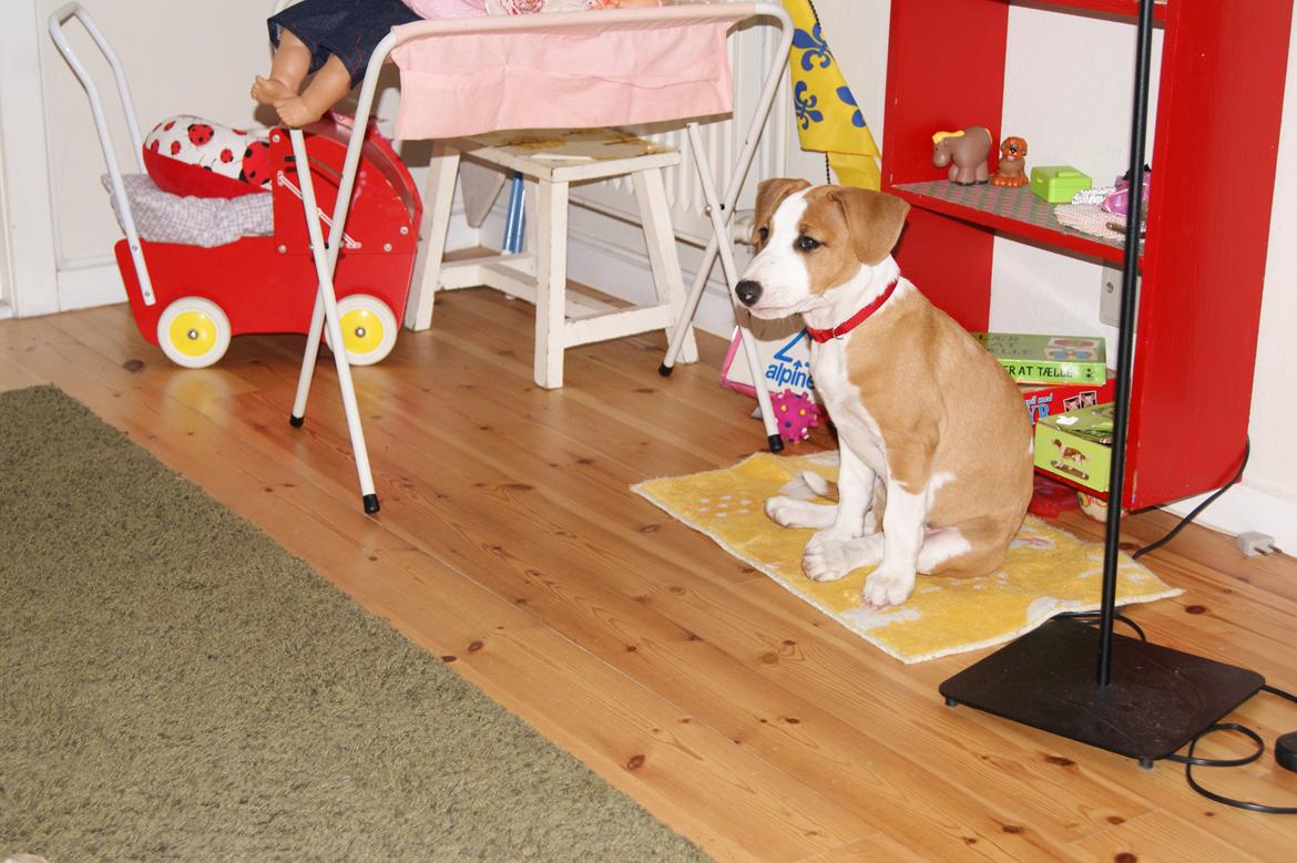 Blanding af racer Vega billede 12