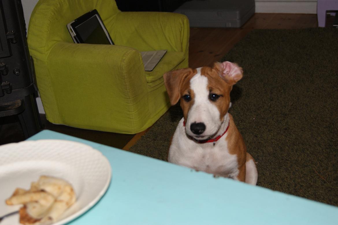 Blanding af racer Vega billede 14