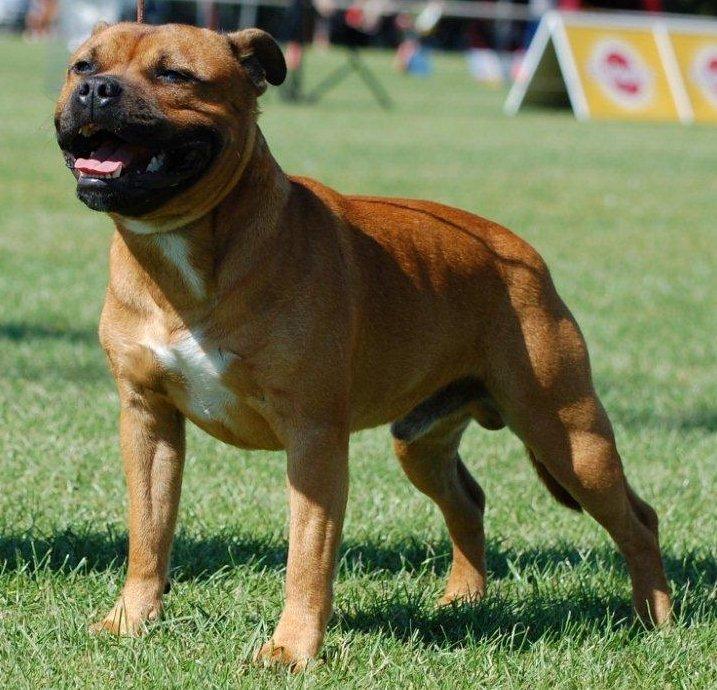 Staffordshire bull terrier Cooper - Øvelse gør mester inden man skal i ringen:-) billede 40