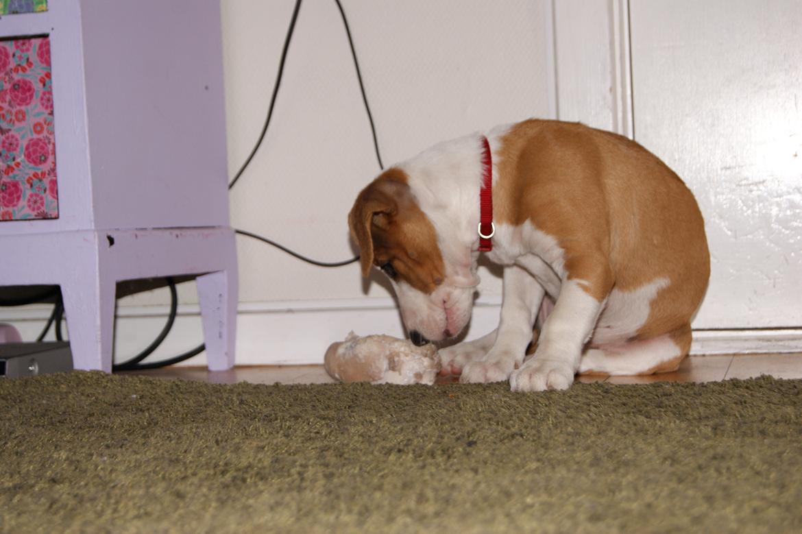 Blanding af racer Vega billede 11