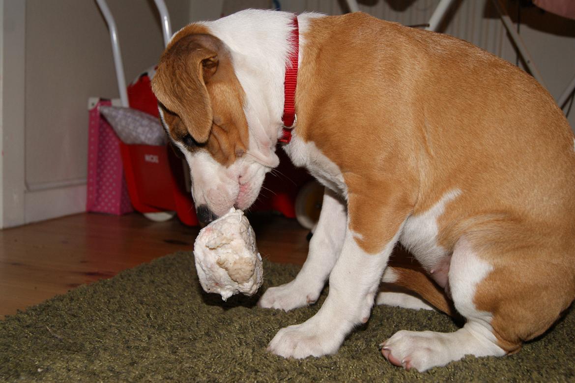 Blanding af racer Vega billede 13