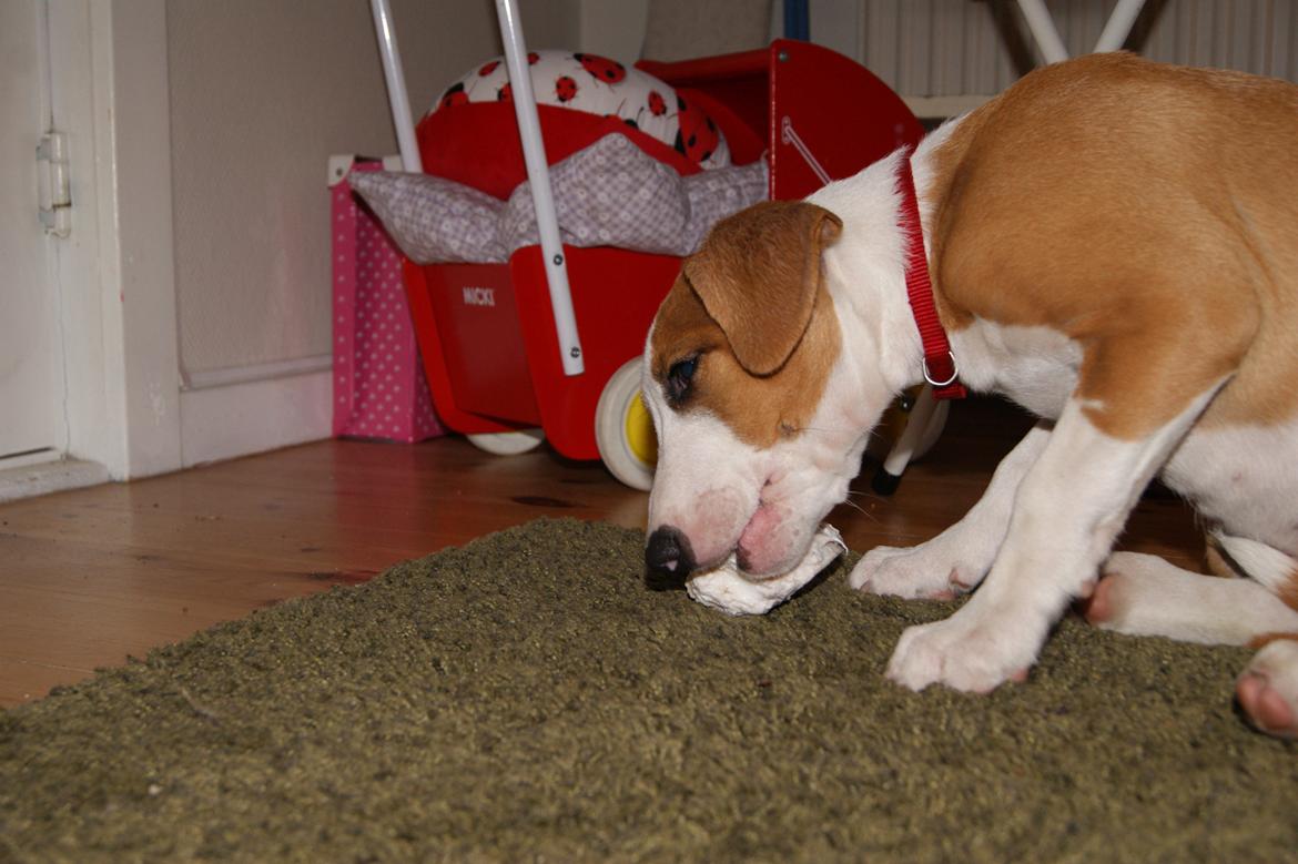 Blanding af racer Vega billede 15