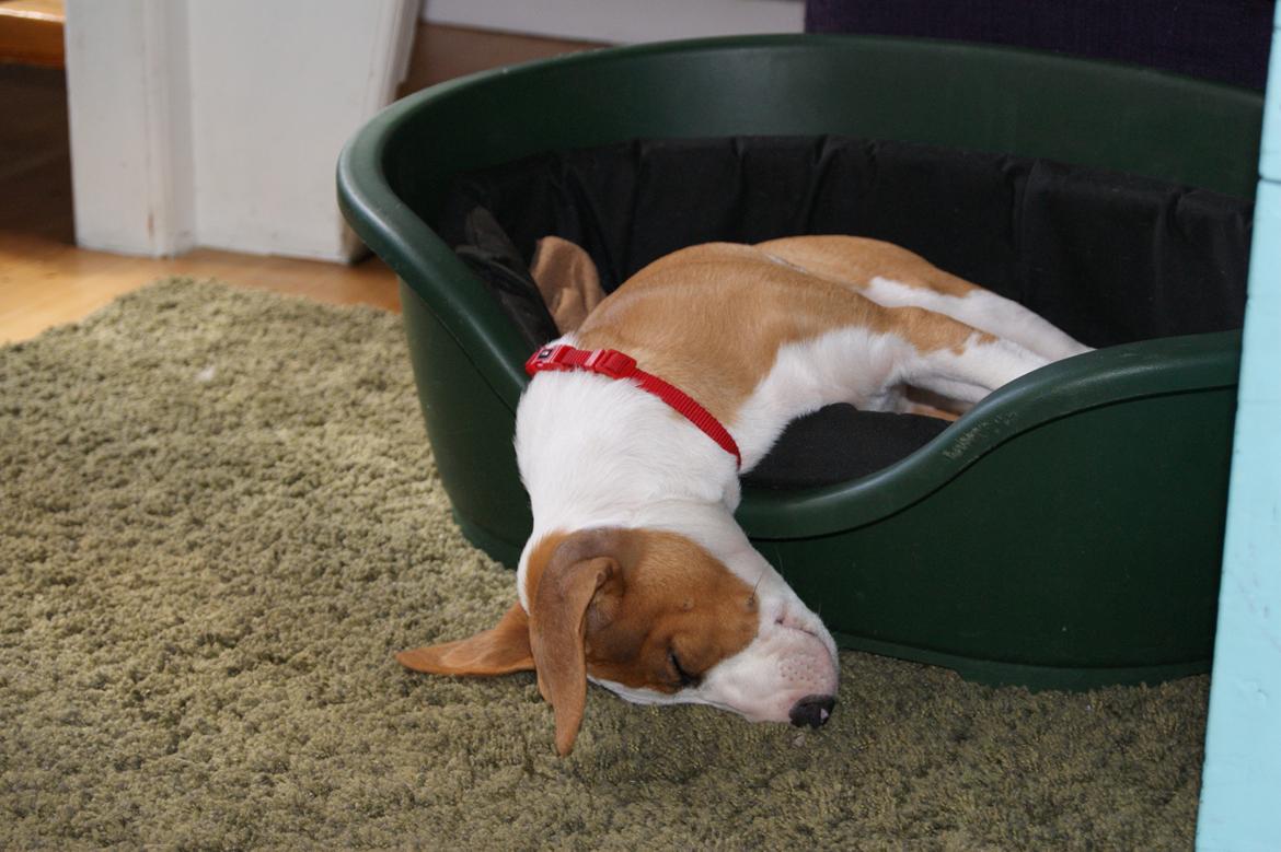 Blanding af racer Vega billede 5