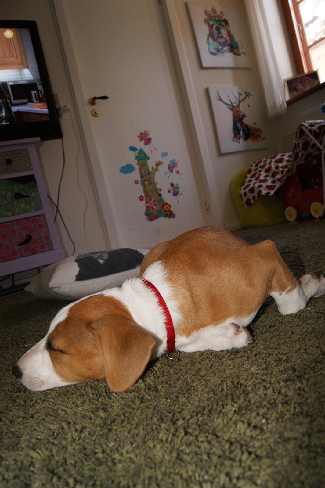 Blanding af racer Vega billede 16