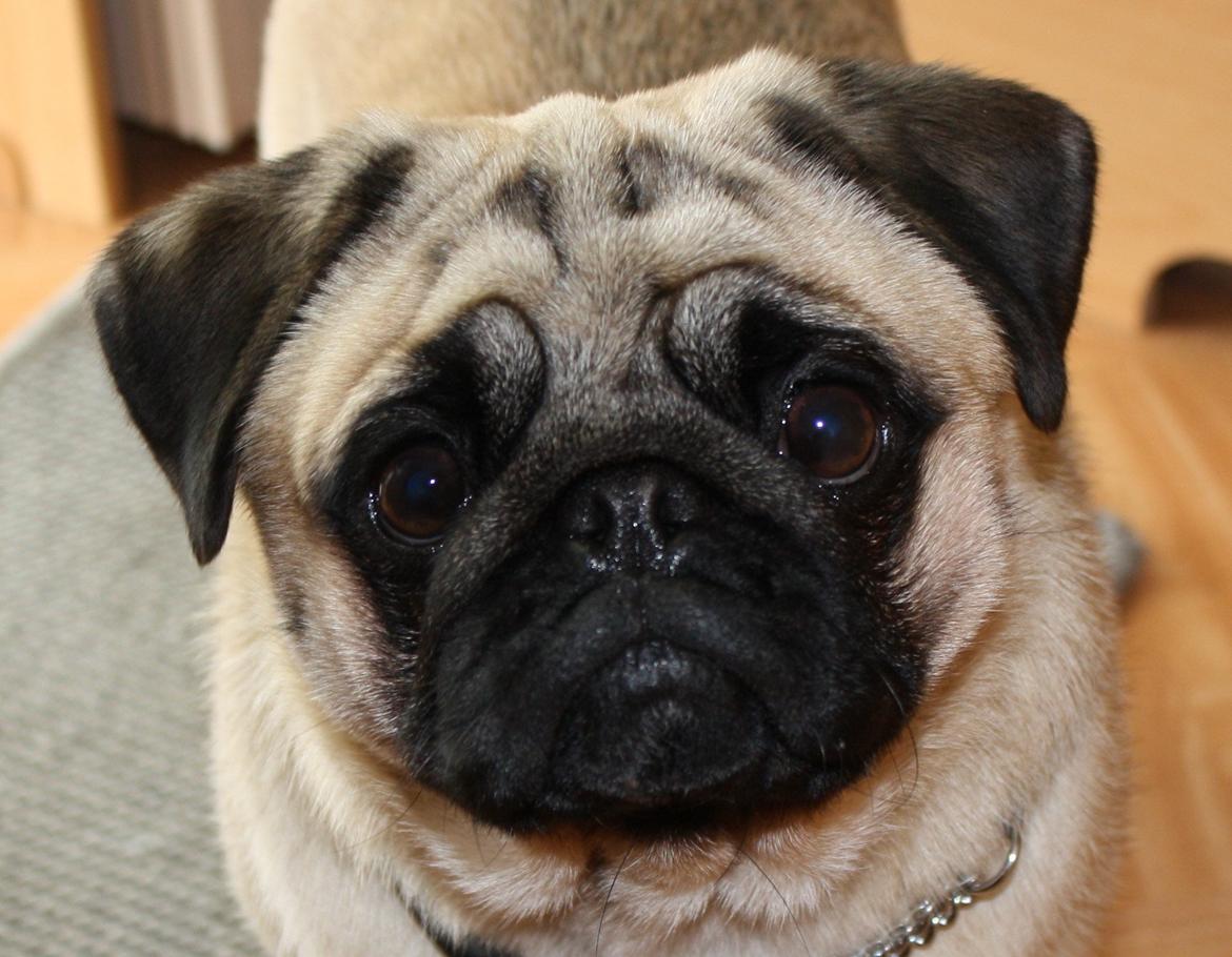 Mops Must Have James Dean - 11 mdr. og på camping <3 billede 20