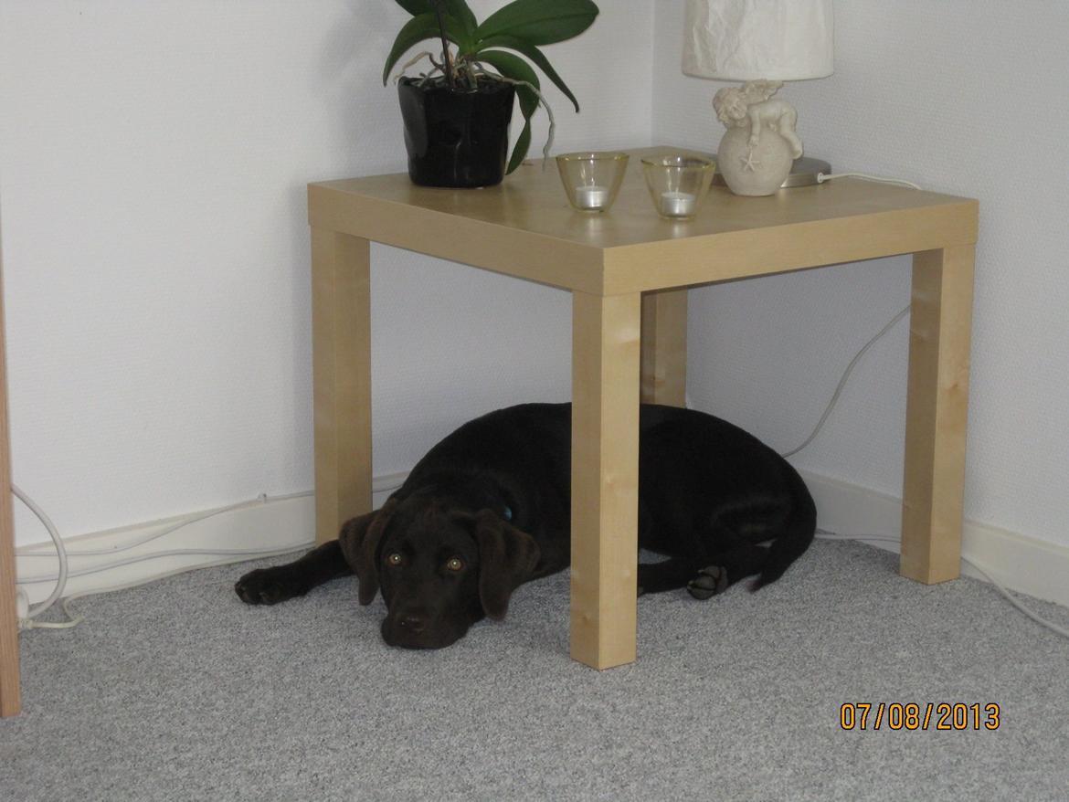 Labrador retriever *Chimbi* billede 12