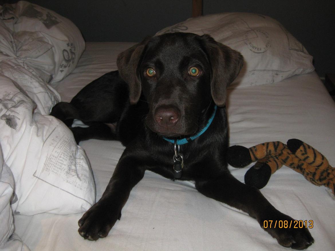 Labrador retriever *Chimbi* billede 13