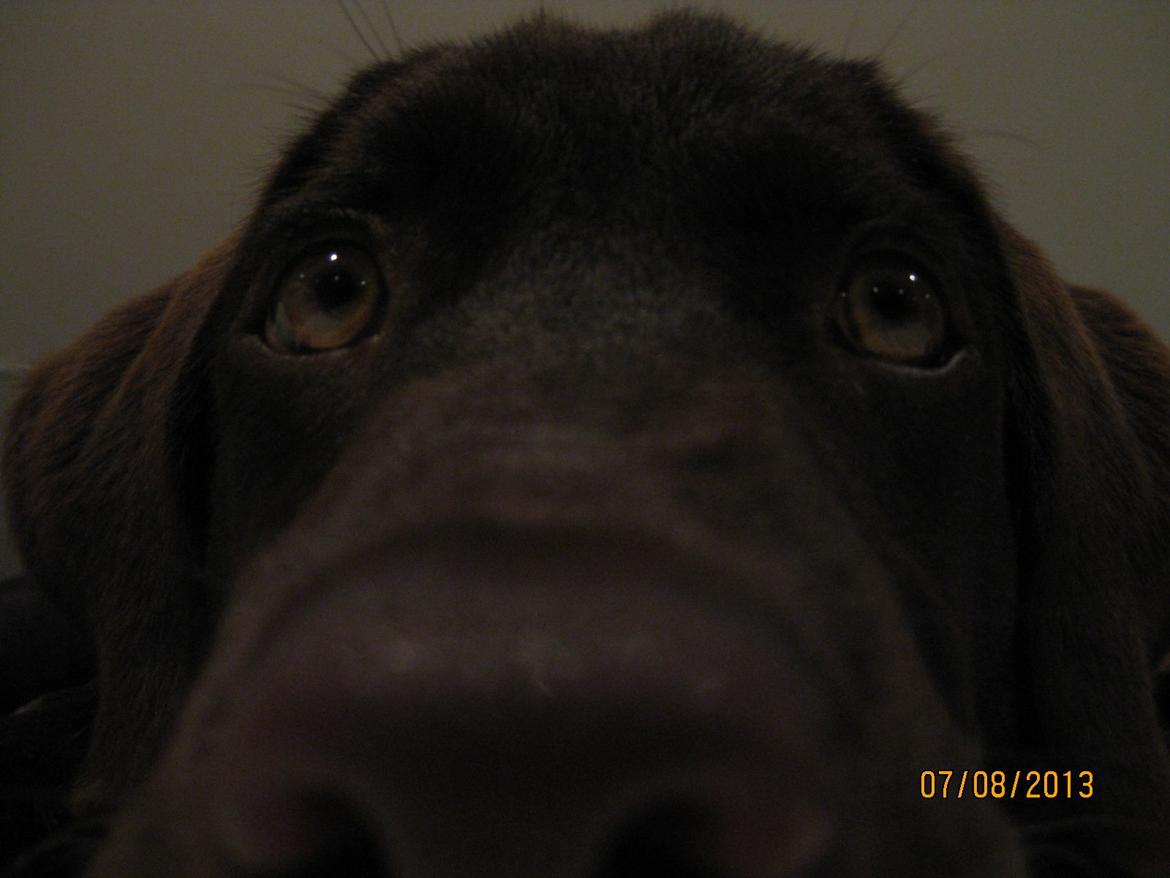Labrador retriever *Chimbi* billede 1