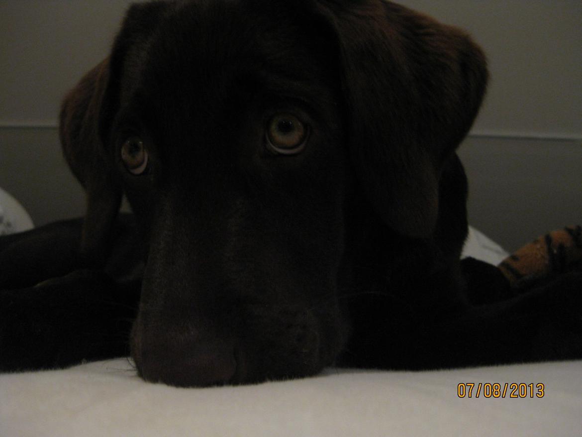 Labrador retriever *Chimbi* billede 15