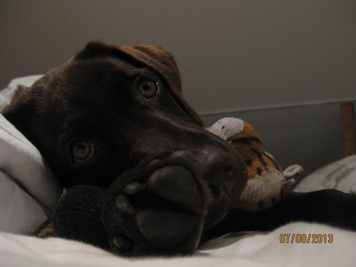 Labrador retriever *Chimbi* billede 16