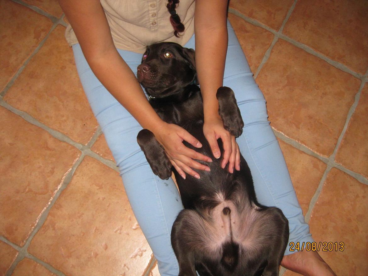 Labrador retriever *Chimbi* billede 18