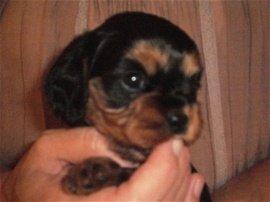 Cavalier king charles spaniel Choko - Choko 4 uger billede 16