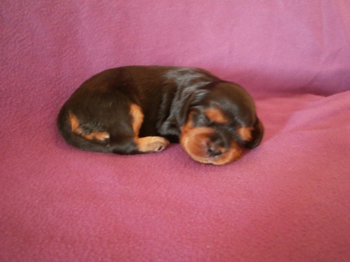 Cavalier king charles spaniel Choko - Choko 1 uge billede 22