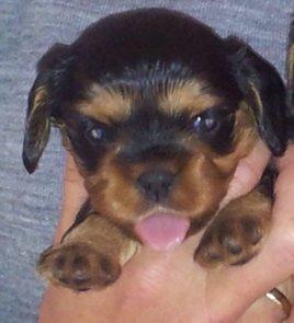 Cavalier king charles spaniel Choko - Choko 4 uger billede 18