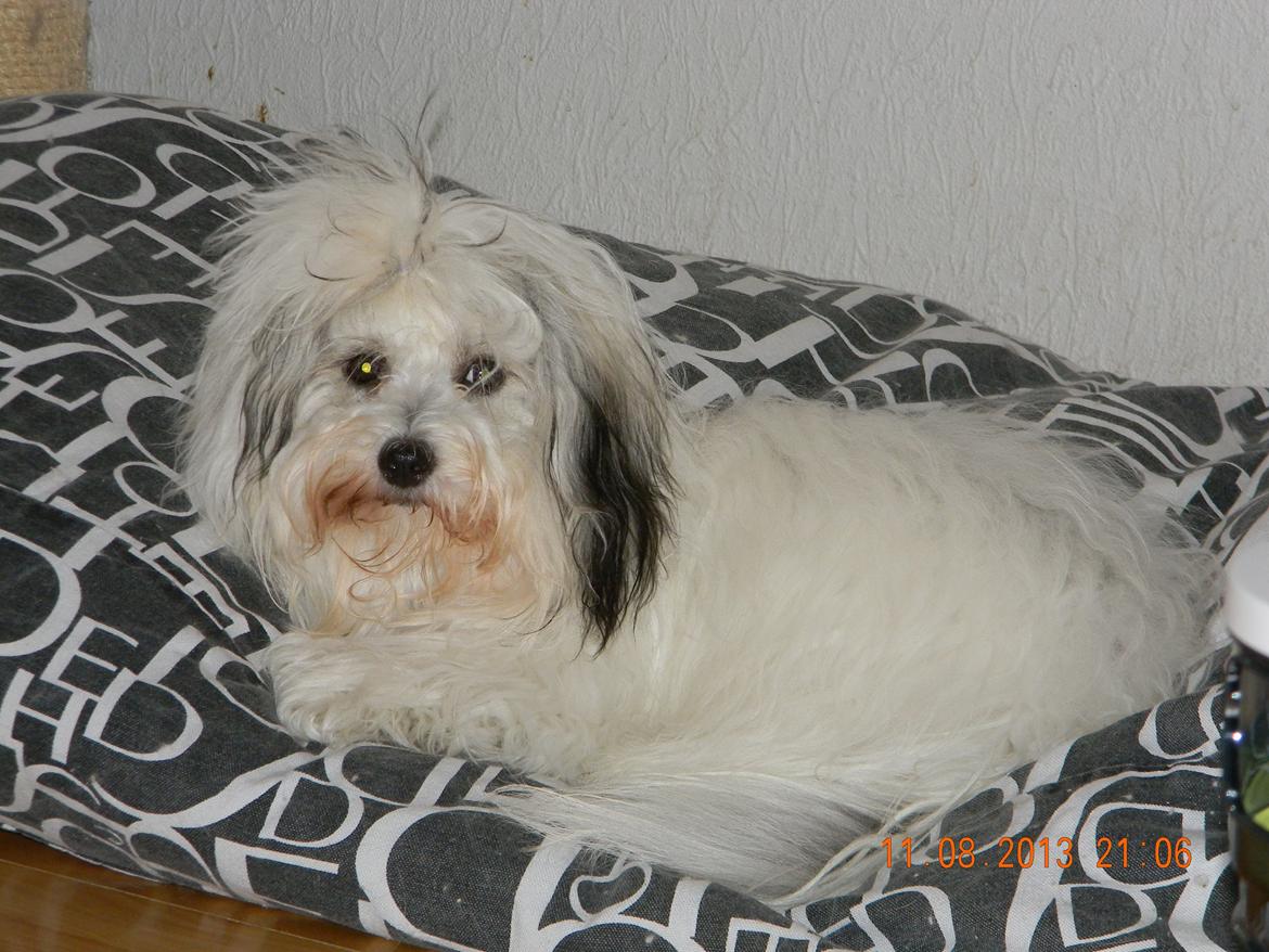 Coton de tulear Ziira billede 12