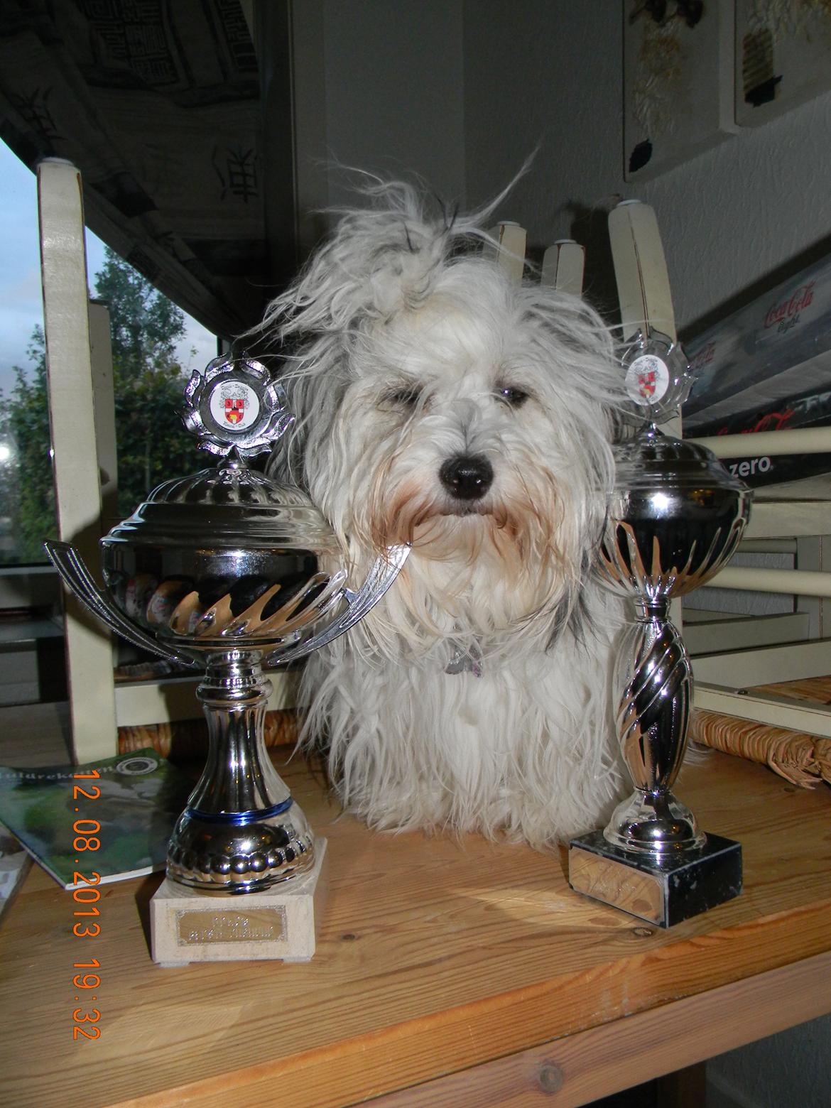 Coton de tulear Ziira billede 17