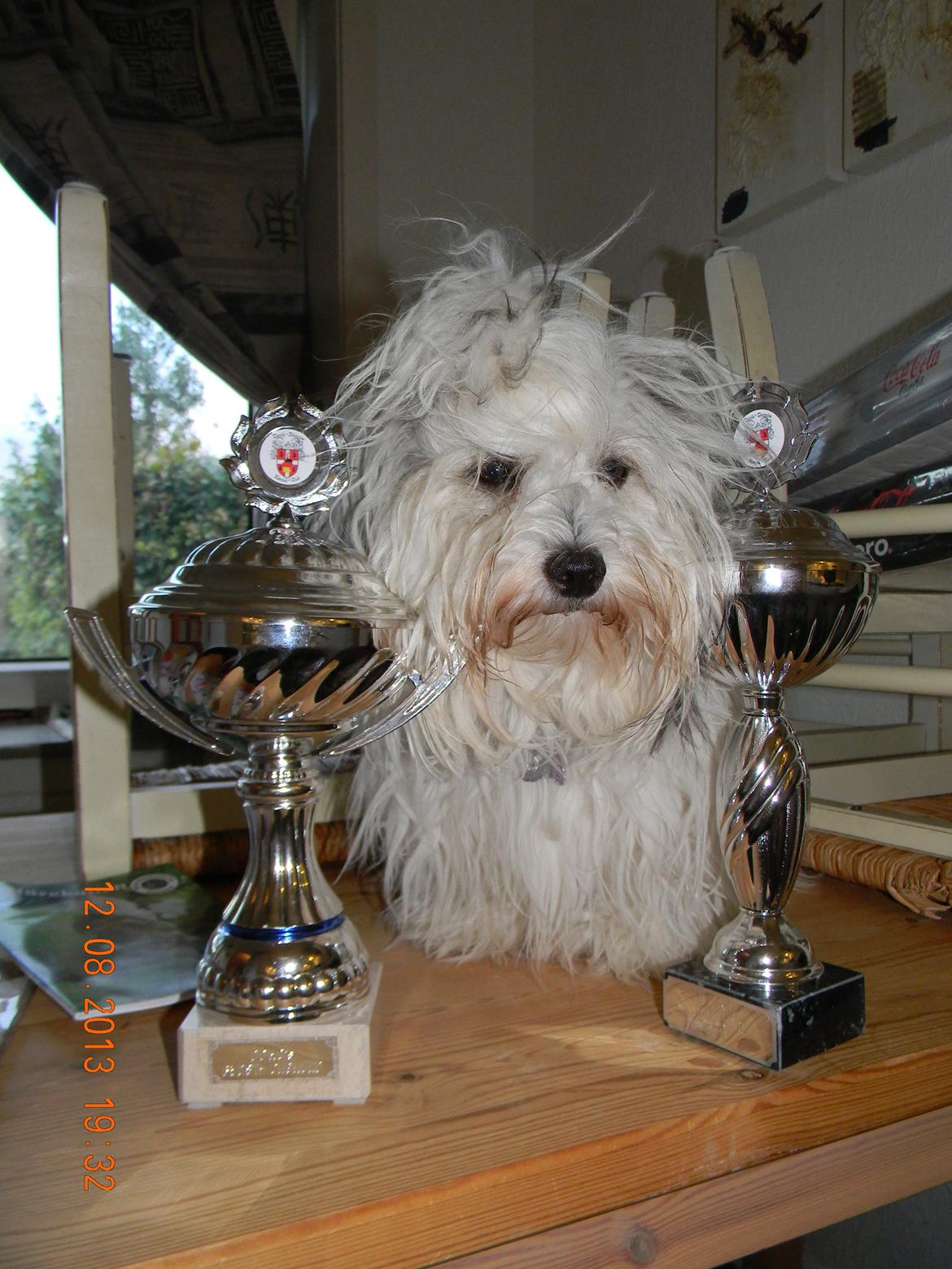Coton de tulear Ziira billede 13