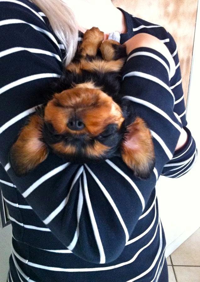 Cavalier king charles spaniel Choko - Choko 5 uger - hun faldt i søvn på min arm da jeg var på besøg :) billede 15