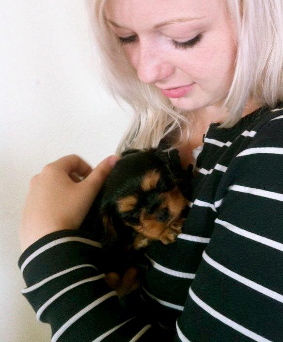 Cavalier king charles spaniel Choko - Choko 5 uger billede 14