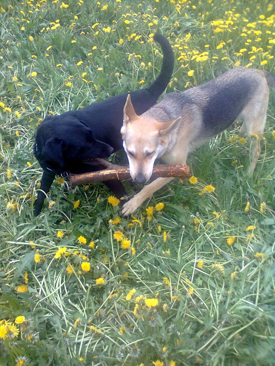 Blanding af racer Jack - Leg med kenzo billede 5