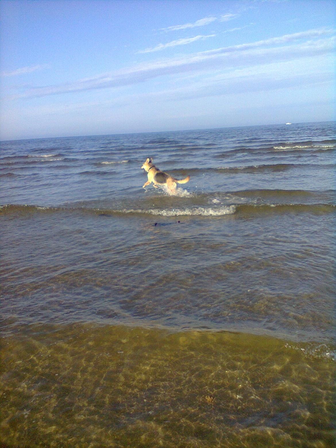 Blanding af racer Jack billede 2