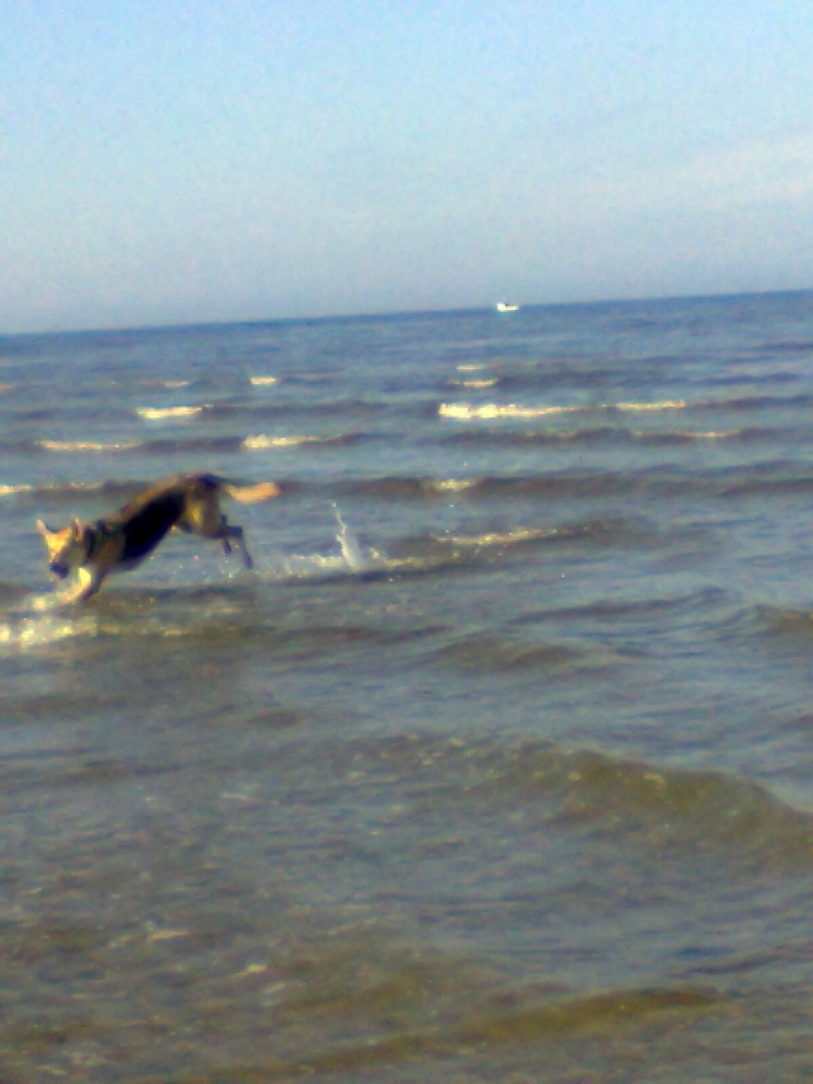 Blanding af racer Jack billede 3