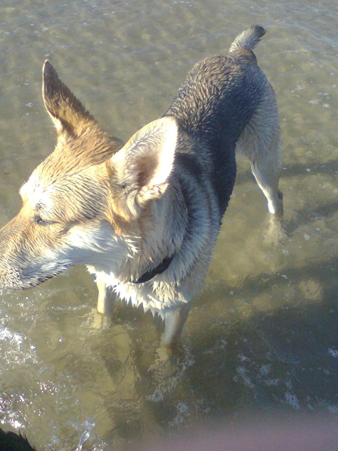 Blanding af racer Jack billede 4