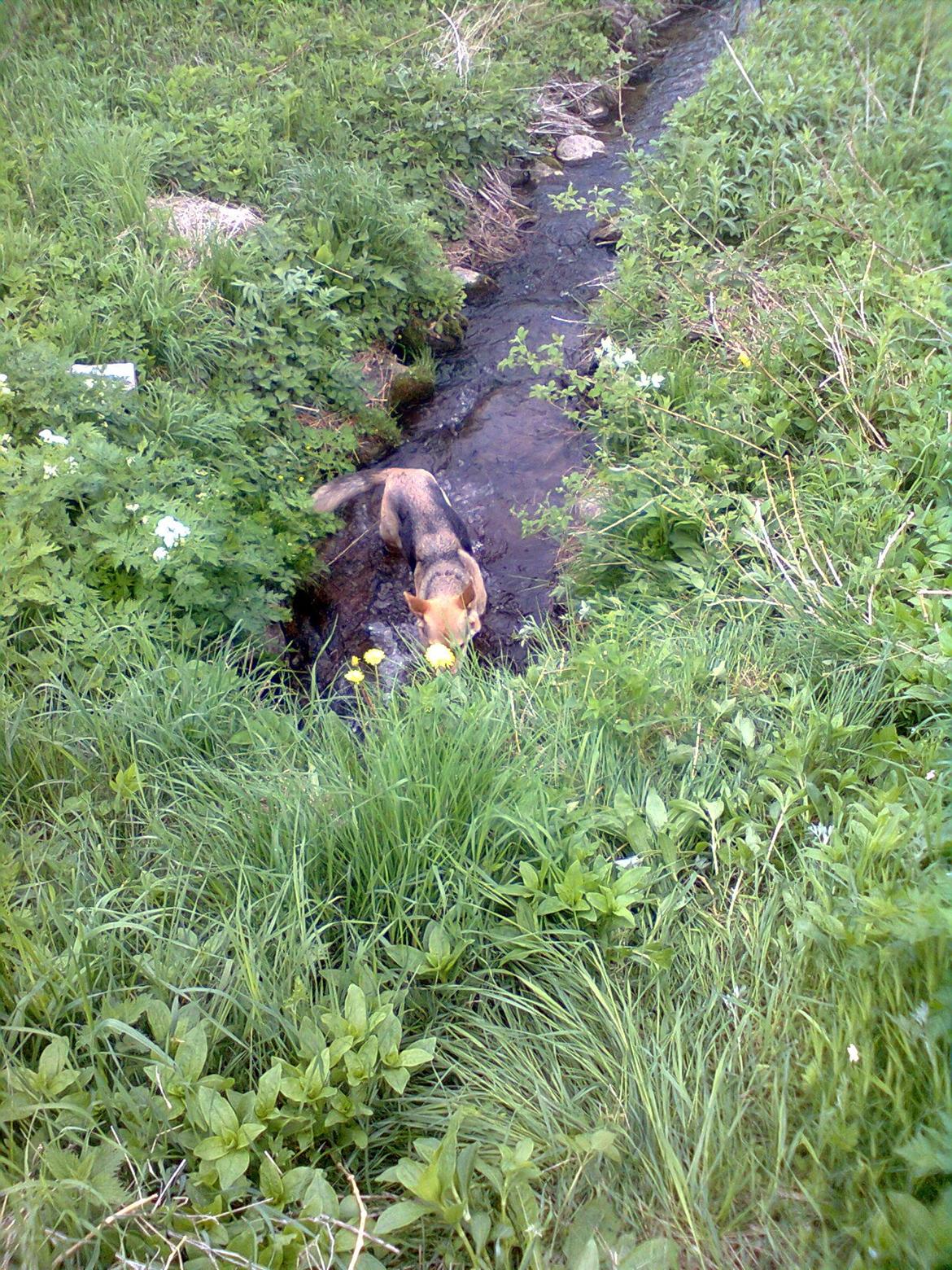 Blanding af racer Jack billede 6