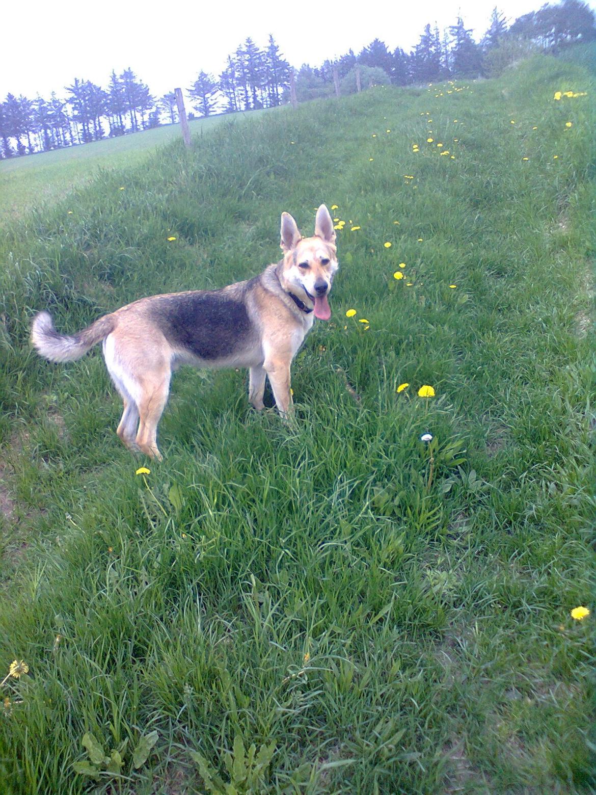 Blanding af racer Jack billede 7