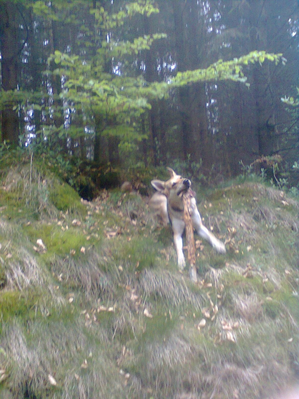 Blanding af racer Jack billede 8