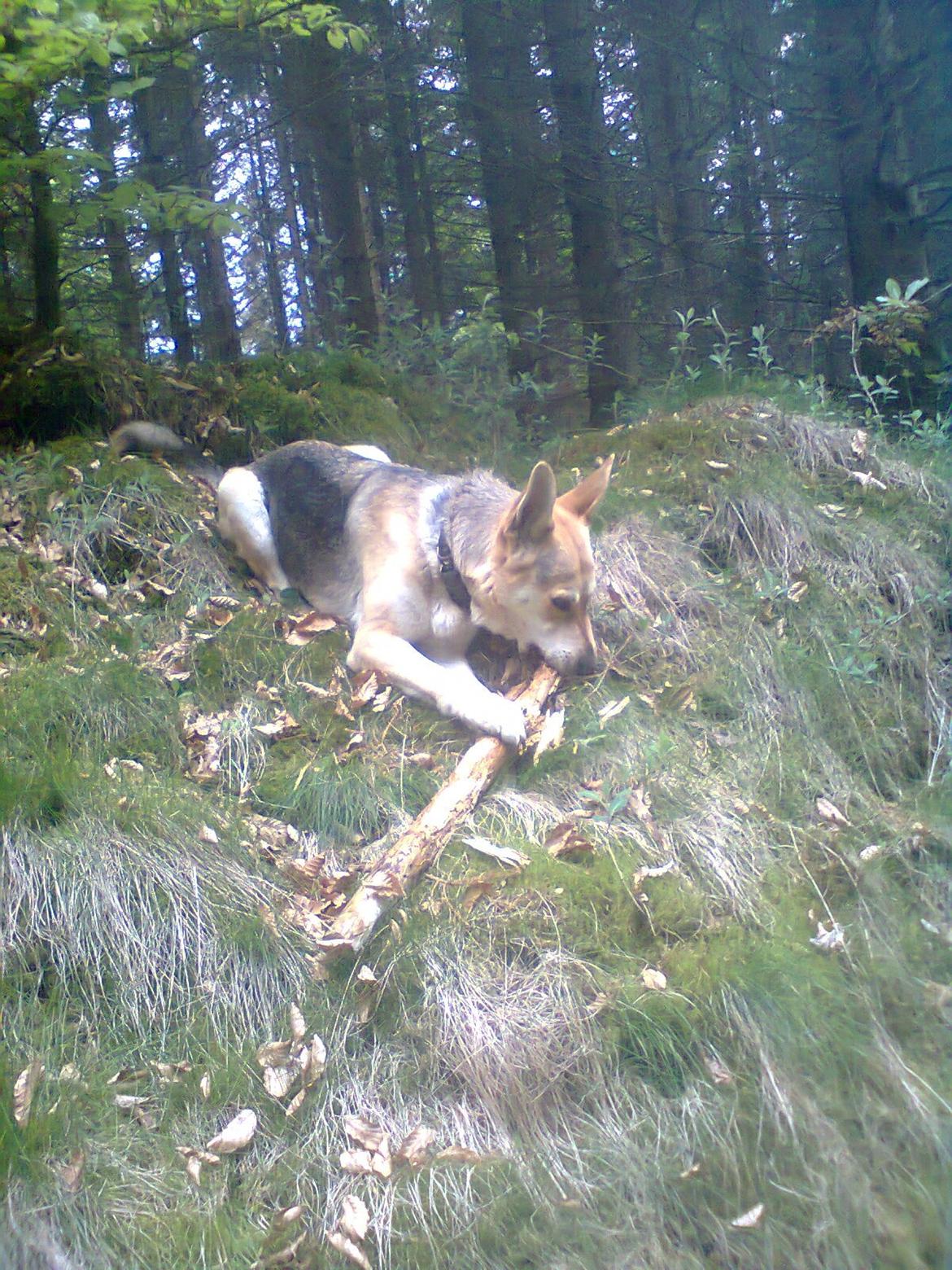 Blanding af racer Jack billede 9