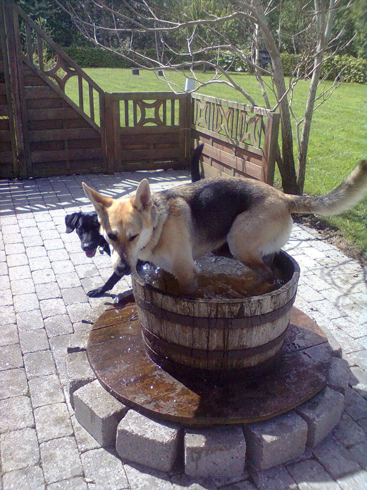 Blanding af racer Jack billede 10