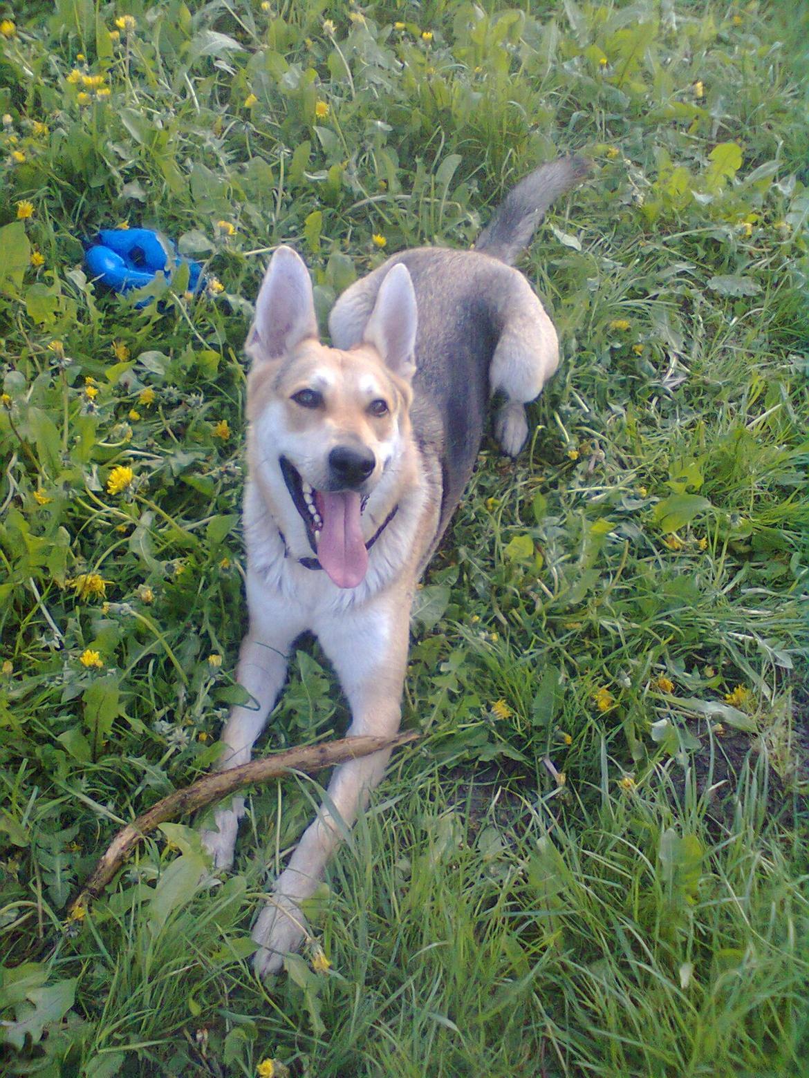 Blanding af racer Jack billede 1